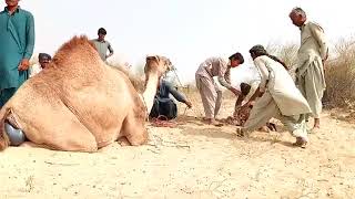 #camel #beautiful #video #viral