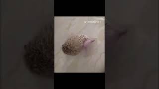 🦔🦔Hedgehog Itches🦔🦔#shorts #Shorts #Hedgehog #Itches