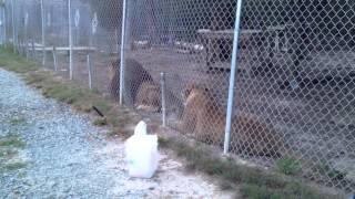 Lions roaring at Conservators Center near Burlington