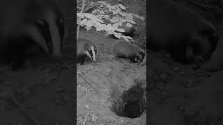 Adorable badger cubs beat Capybara in cuteness! #funnyshorts #cuteanimals #trailcam