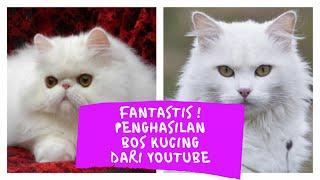 Fantastis ! Penghasilan Bos Kucing Dari Youtube