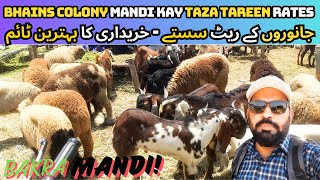 Bhains Colony Mandi 2024 Latest Update || Best Time For Purchasing || Bhains Colony Cow Mandi 2024