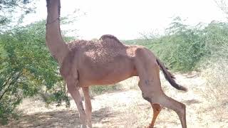 ماذا تأكل الإبل ولماذا تخدش ذيولها؟ #camel #animals #wildlife