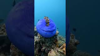 Clownfish living in the blue #underwaterlife #underwater #philippines #diving