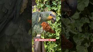 My carnivorous parrot 🦜feeding my dog 🦮I knew my dog loved Adobo but my parrot: It was a surprise