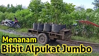 Cara Menanam Alpukat Premium 🌱