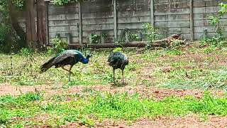 peacocks fighting// #RMarakvlogs