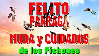 Serie: TODO SOBRE PICHONES. MUDA y CUIDADOS. FELITO de PARRAGA