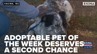 Adoptable Pet of the Week Deserves a Second Chance