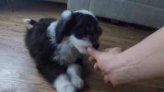 Iris - Quick Learner - SIT, DOWN, PUSHUPS - 7 Weeks OLD Sheepadoodle