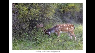 Dámszarvas bika vs. bokor - Fallow deer vs. bush