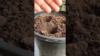 Grow Curry Leaf From Seed| FULL UPDATES    #shortsvideo #curry #curryleafplant #curryleaf #shorts