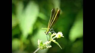 Beautiful lady demoiselles July 2018