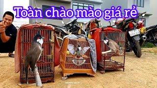 CHỢ CHIM CẢNH GẶP CHIM ĐẦU RÌU, CHÀO MÀO, HỌA MI,CHIM NON, KHUYÊN, KHƯỚU....