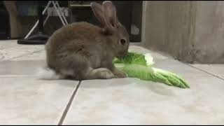 Bunny eating pechay for 45 seconds.