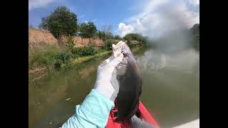 Fly Fishing Lower Colorado River, Austin Texas