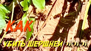 Как уничтожить шершней.Завелись осы или шершни,-не беда!😉