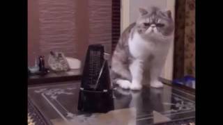 Scared Curious Kitty PRANK - Cut cat images