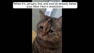 Sad Cat Meowing Meme