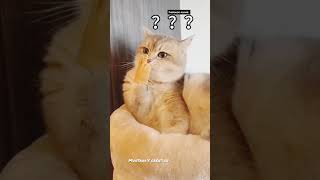 Just wait to see the end........ #youtubeshorts #funny #shorts #cats #pets #youtube #short