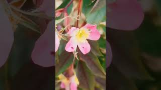 Rosa glauca and drought Finland #shorts