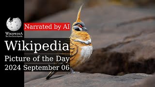 Wikipedia Picture of the Day: 2024-09-06 - Spinifex pigeon (Narrated by Brian)