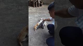 daming anak ni Ming Ming #shorts #youtubeshorts #catlover #trending #shorts #amazing #viral #fyp