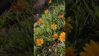 A Moment In The Garden: Gazania Flowers from A Gardener's Notebook