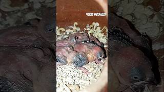 জাভা স্পেরো বেবি চোখ ফুটেছে|My Java Sparrow baby🐥|Birds Mini vlog 31|জাভা স্প্যারো বাচ্চা|  #Shorts