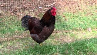 Blue laced red Wyandotte rooster and hen