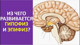 15. Из чего развивается гипофиз и эпифиз?