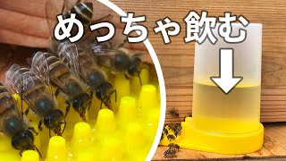 便利なミツバチの餌、液糖の作り方