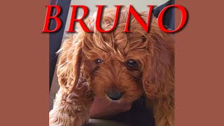 BRUNO