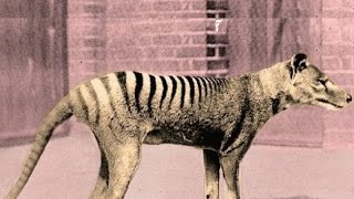 Top 10 Animals That Recently Went Extinct