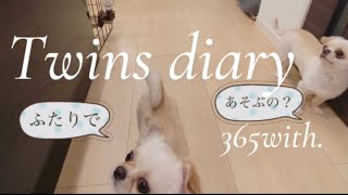 どうしても飼い主と遊びたい。。🥺さんまとすだちの日常🐾365with.ハンドメイド犬服shop🐶💐【Twins diary】