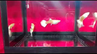 Гуппи Платина Альбинос (Guppy Full Platinum Albino)