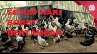 Cara merawat bebek pedaging usia 17 hari setiap hari berat atau bobot trus bertambah