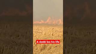 A donkey los his life in fair#foryou #viral #youtubeshorts