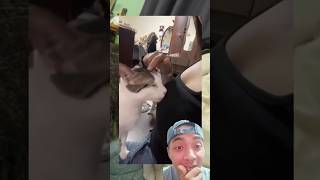 Video lucu : Kucing pun menikmatinya #reactions #funny #videolucuterbaru