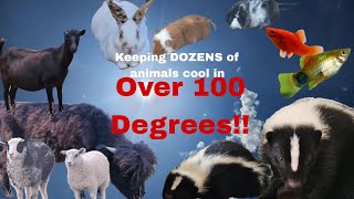 How I keep DOZENS of animals COOL in a HEAT WAVE