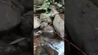 Micro fishing spot air dangkal pegunungan dijamin strike #mancing #fishing #microfhising