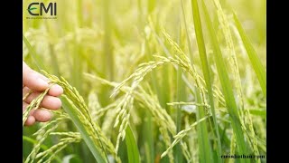 New - Today I went to pick rice and it rained heavily