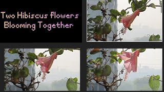 Pink Hibiscus Flowers Blooming || Hibiscus Flower Blooming ||Hibiscus Blooming Time Lapse