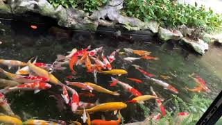 Garden Designs.The most wonderful garden design ideas.See the most beautiful fountain and Koi 2019