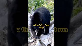 #bear #animals #dailyshort #interestingfacts #dailyfacts #facts #funfacts #funnyshorts #funnyanimal