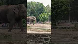 gajah | maju mundur😁