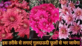 गुलदाऊदी लगाने का secret तरीका | how to grow chrysanthemum plant #Anmolprakriti