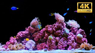 12 Hours of Relaxing Aquarium | Beautiful Coral Reef in 4K for Sleep, Meditation & Relax