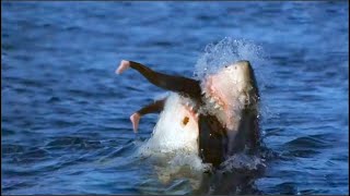 Si Te Asustan Los Tiburones, No Mires Esto - 20 Veces Que Los Tiburones Soprendieron A Las Personas