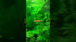 The perfect aquarium! #fish #viral #aquarium #aquascape #nature #shorts